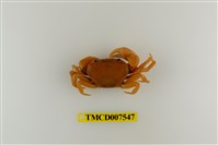 藏品(蔡氏澤蟹)的圖片